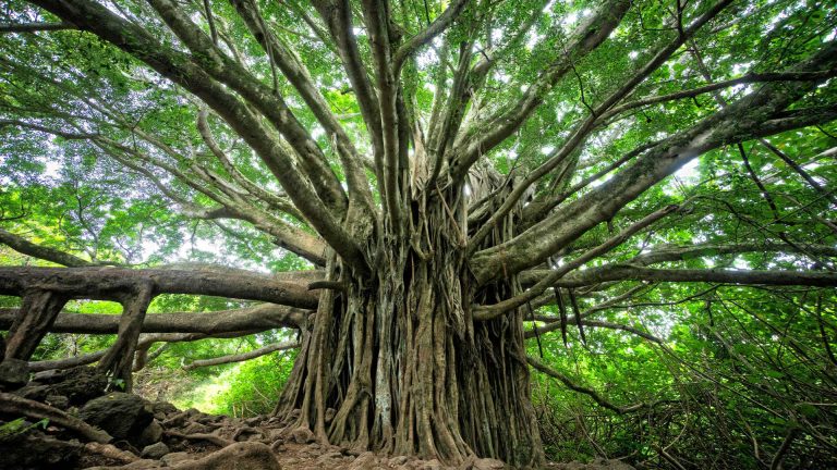 Goa’s Banyan Tree Controversy: Why It Matters