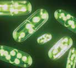 bacteria