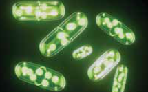 bacteria