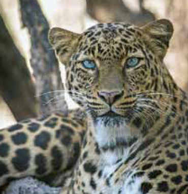 tiger